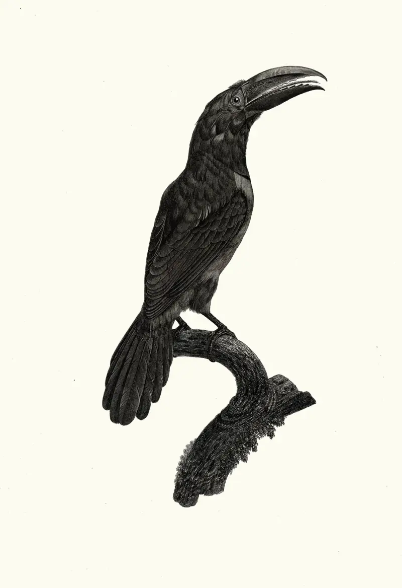 L’Aracari vert [verd], femelle. av Jacques Barraband