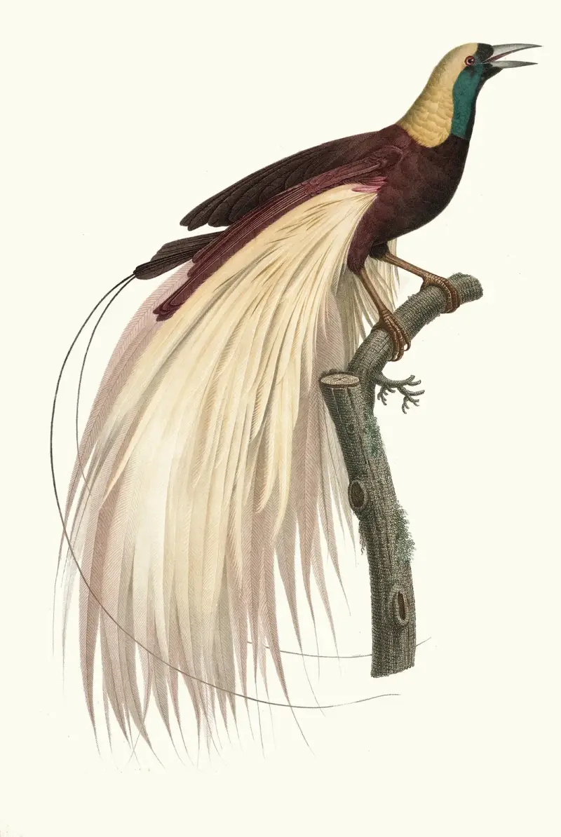 Der große Paradiesvogel, Smaragd, Männchen von Jacques Barraband