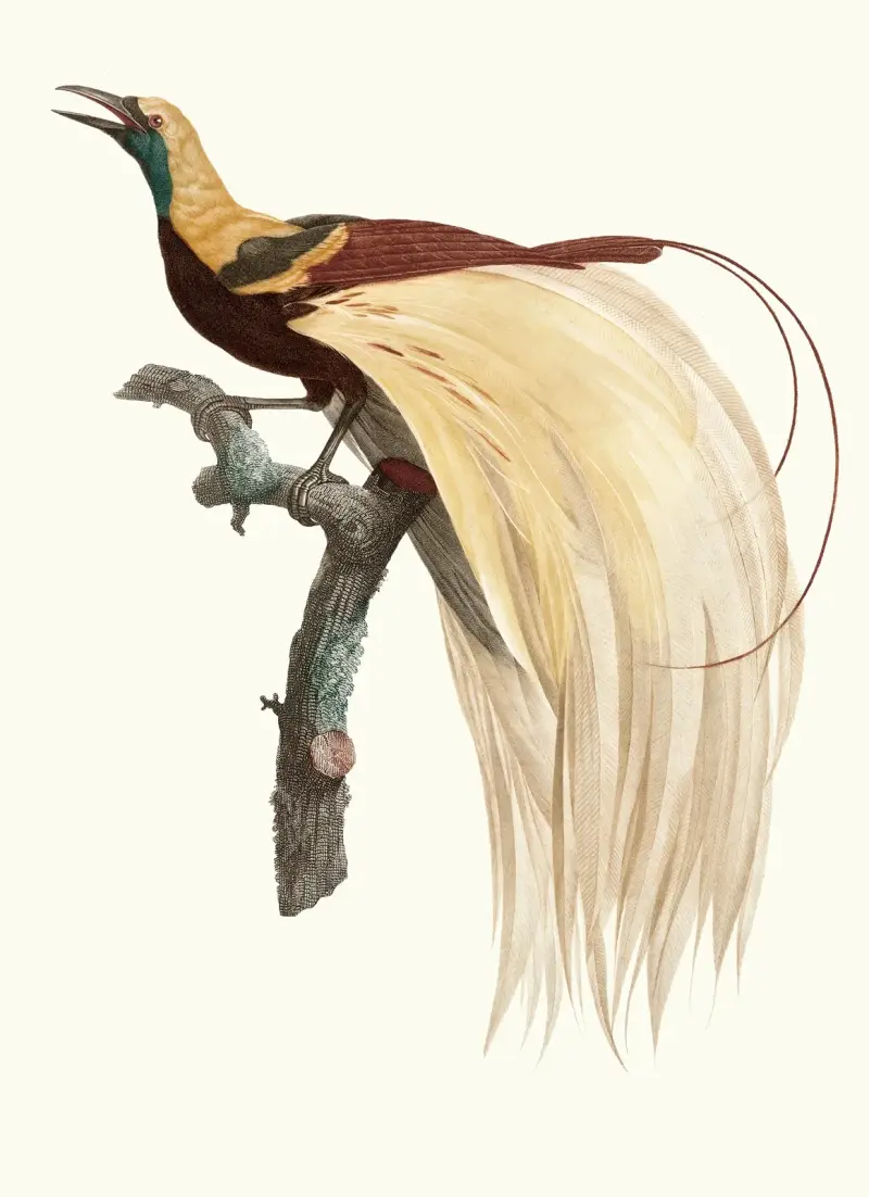 Der kleine Smaragd-Paradiesvogel, Männchen von Jacques Barraband