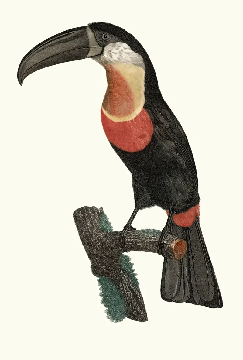 Le Pignancoin, Jacques Barraband