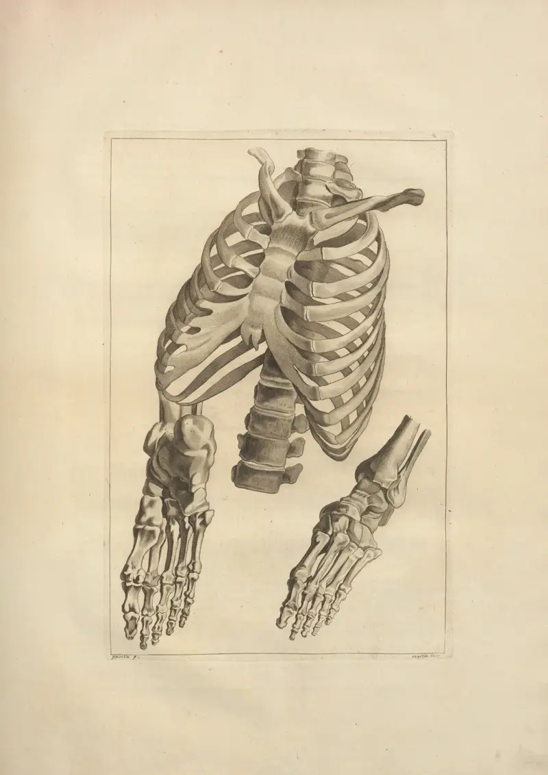 Nytt samlingsverk om osteologi och myologi, tecknat efter naturen, plansch 18 av Jacques Gamelin