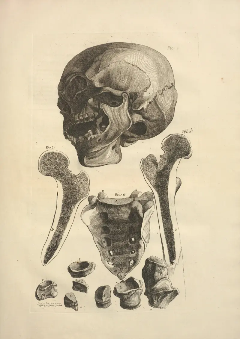 Nytt samlingsverk om osteologi och myologi, tecknat efter naturen, plansch 17 av Jacques Gamelin