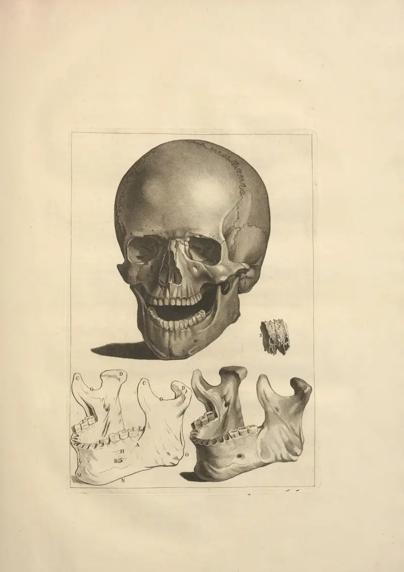 Nytt samlingsverk om osteologi och myologi, tecknat efter naturen, plansch 14 av Jacques Gamelin
