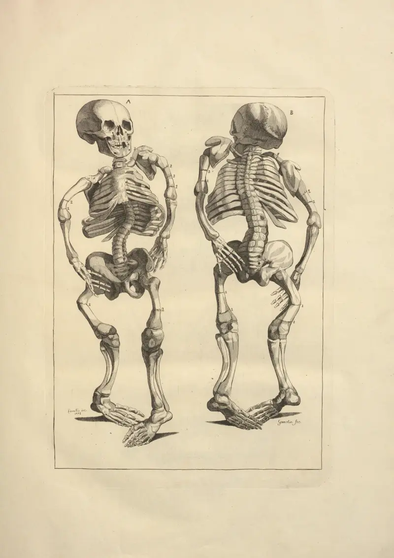 Nytt samlingsverk om osteologi och myologi, tecknat efter naturen, plansch 8 av Jacques Gamelin