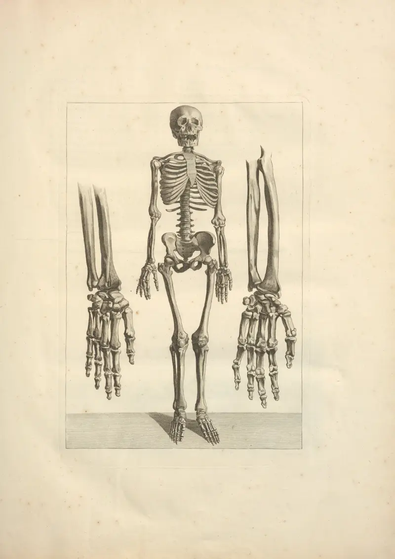 Nytt samlingsverk om osteologi och myologi, tecknat efter naturen, plansch 3 av Jacques Gamelin