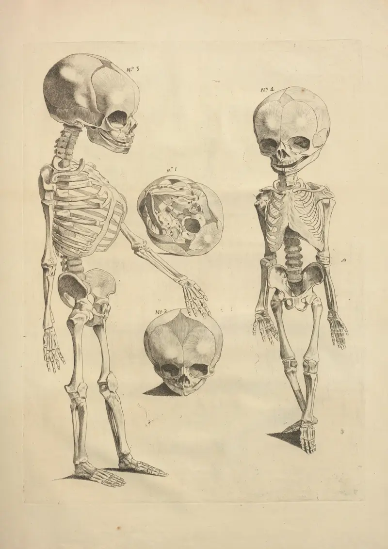 Nytt samlingsverk om osteologi och myologi, tecknat efter naturen, plansch 27 av Jacques Gamelin