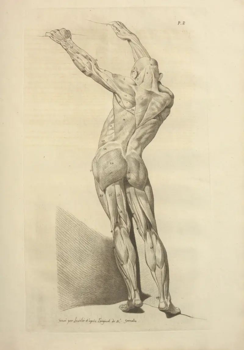 Neues Sammelwerk über Osteologie und Myologie, Taf. 49 von Jacques Gamelin
