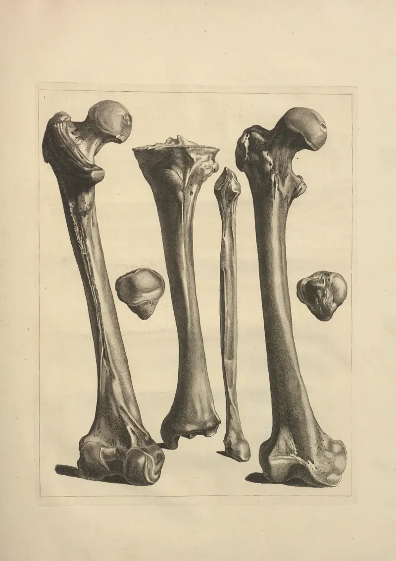Nytt samlingsverk om osteologi och myologi, tecknat efter naturen, plansch 24 av Jacques Gamelin