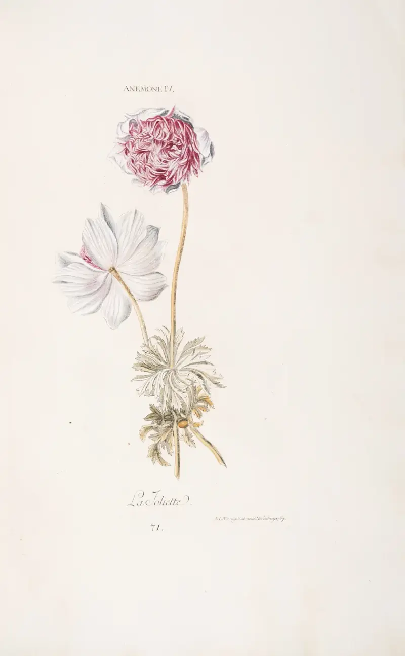 Anemone IV. La Joliette von Christoph Jakob Trew