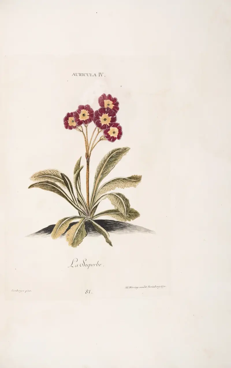 Auricula IV. La Superbe, Christoph Jakob Trew