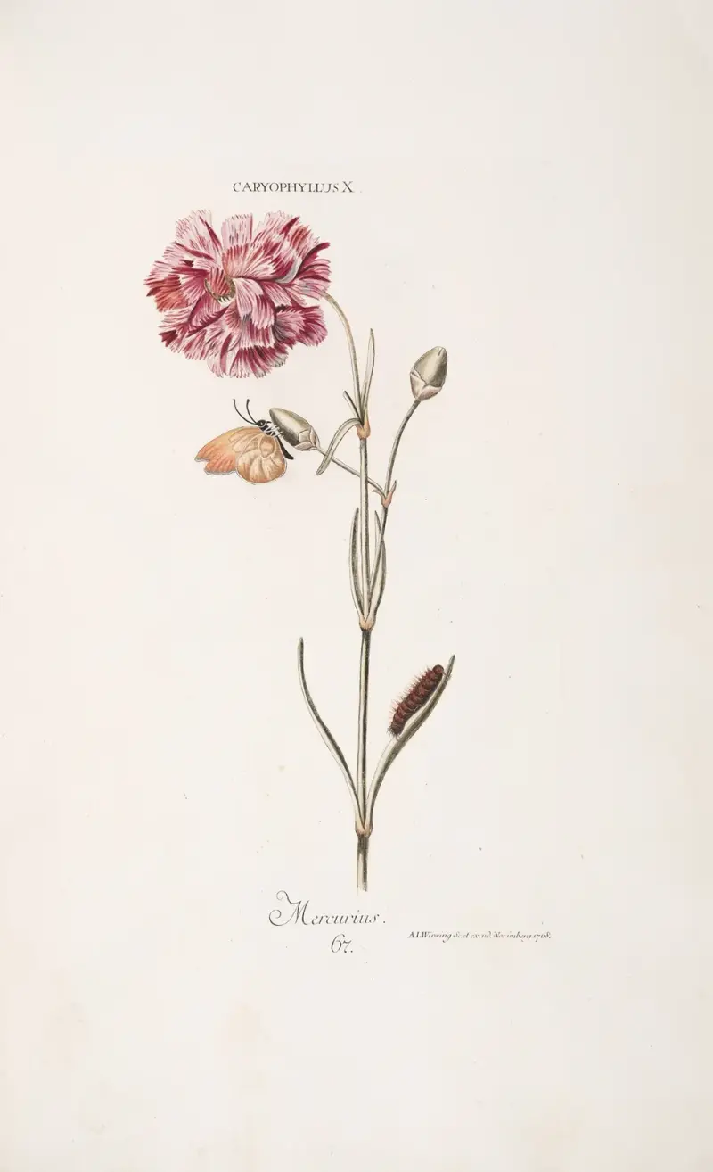 Caryophyllus X. Mercurius, Christoph Jakob Trew