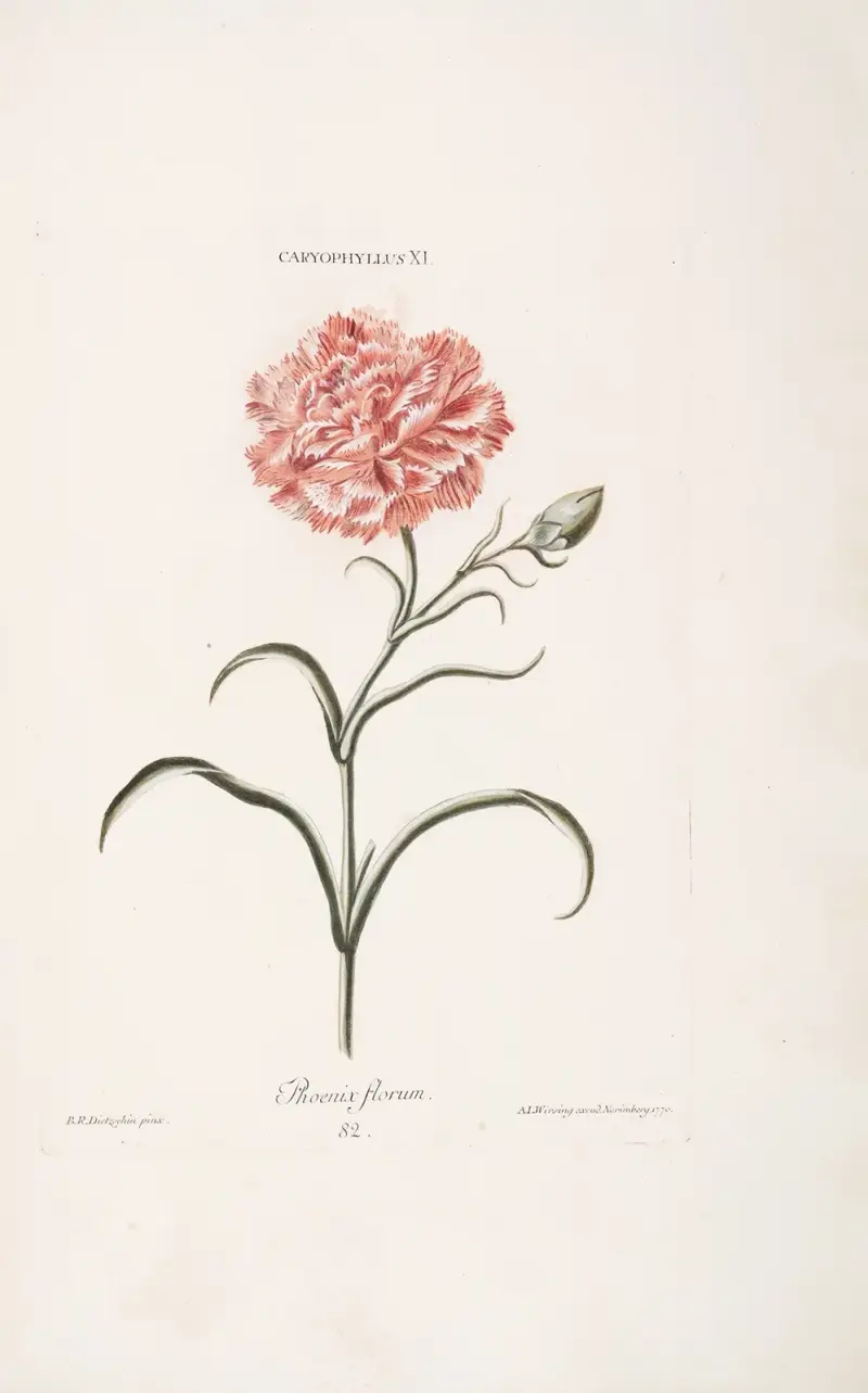 Caryophyllus XI. Phoenix florum, Christoph Jakob Trew