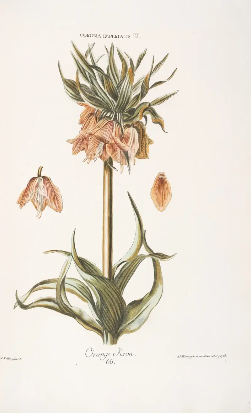 Corona Imperialis III. Orange Kron von Christoph Jakob Trew