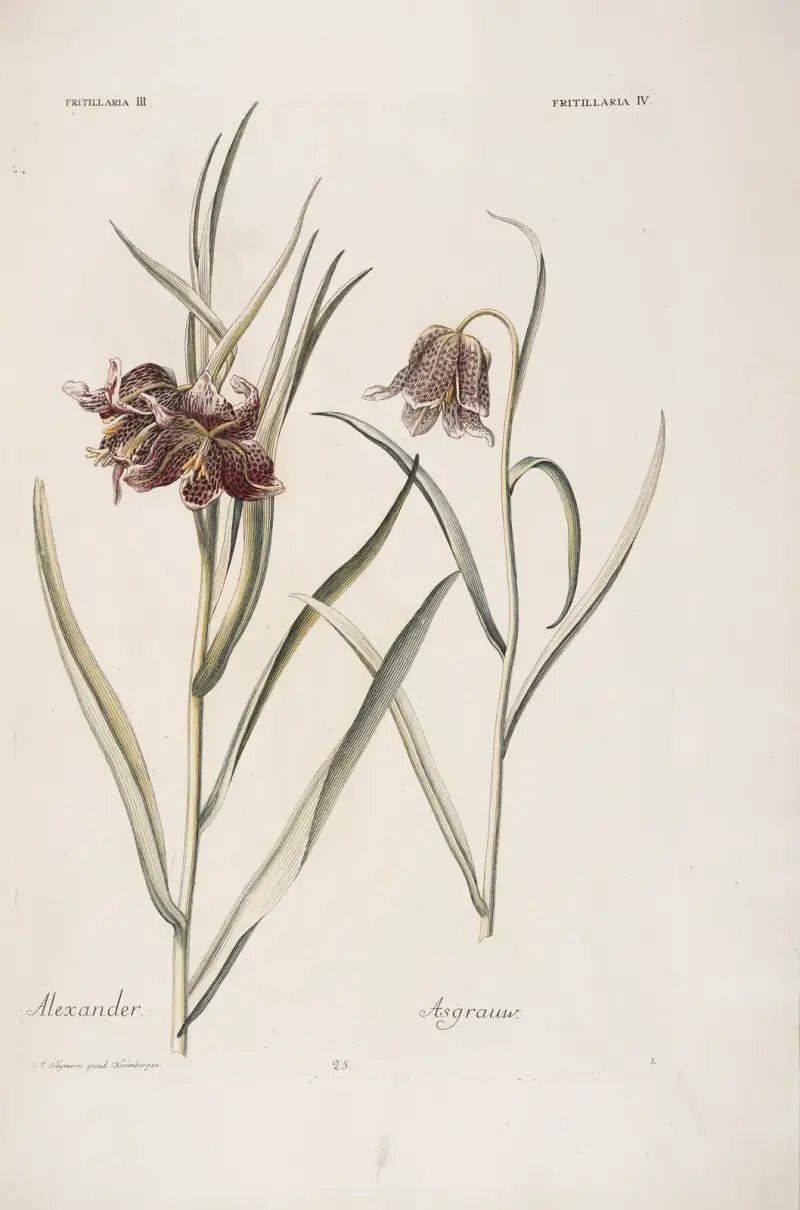Fritillaria III et IV. Alexander. Asgraauw av Christoph Jakob Trew