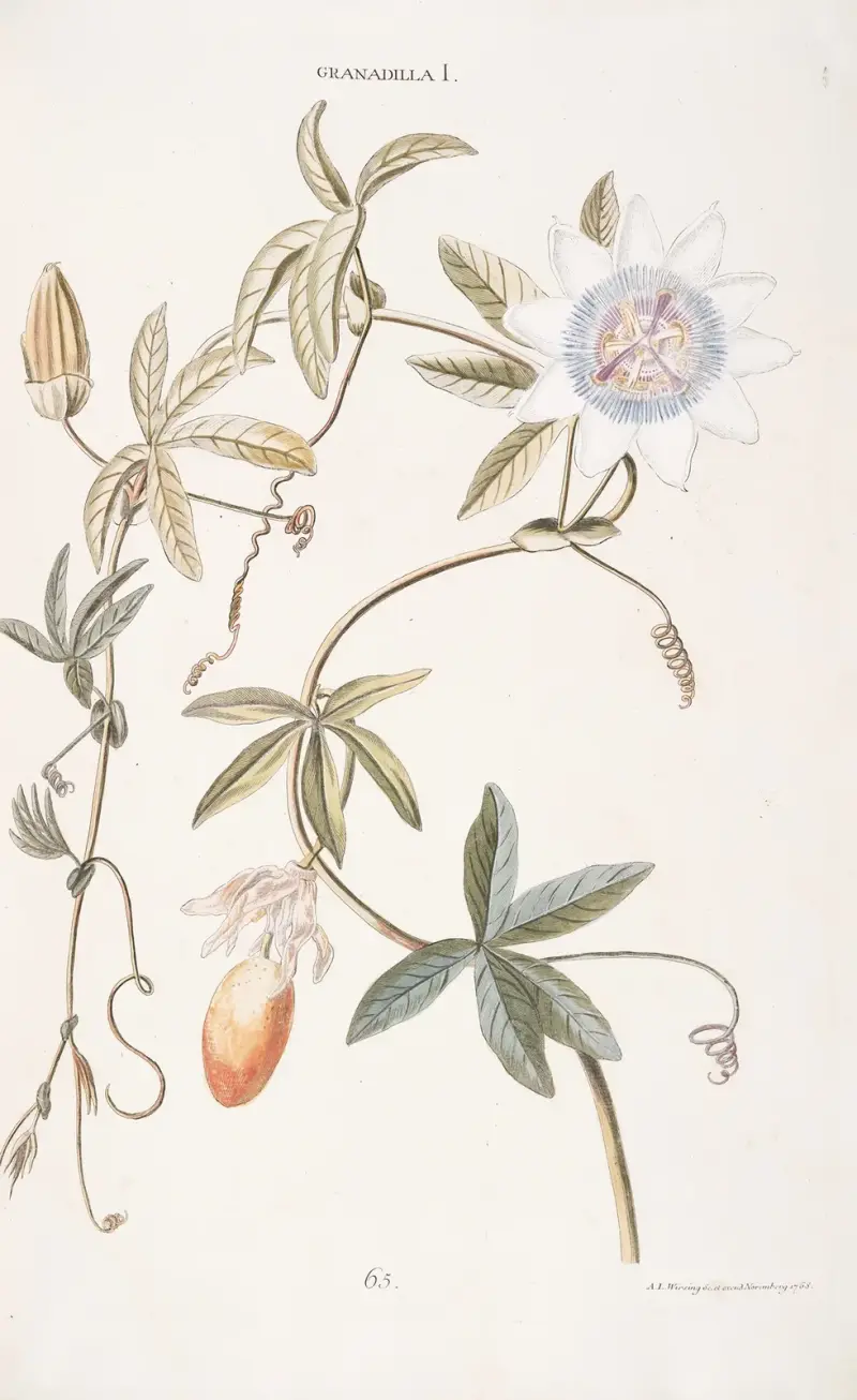 Granadilla I, Christoph Jakob Trew