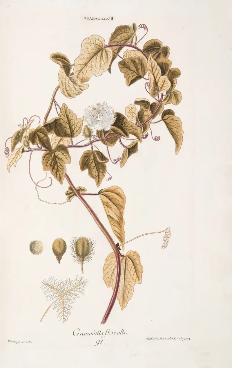 Granadilla III. Granadilla flore albo av Christoph Jakob Trew