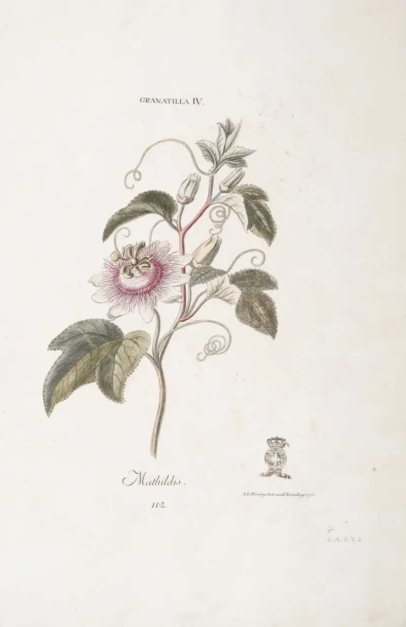 Granadilla IV. Mathildis, Christoph Jakob Trew