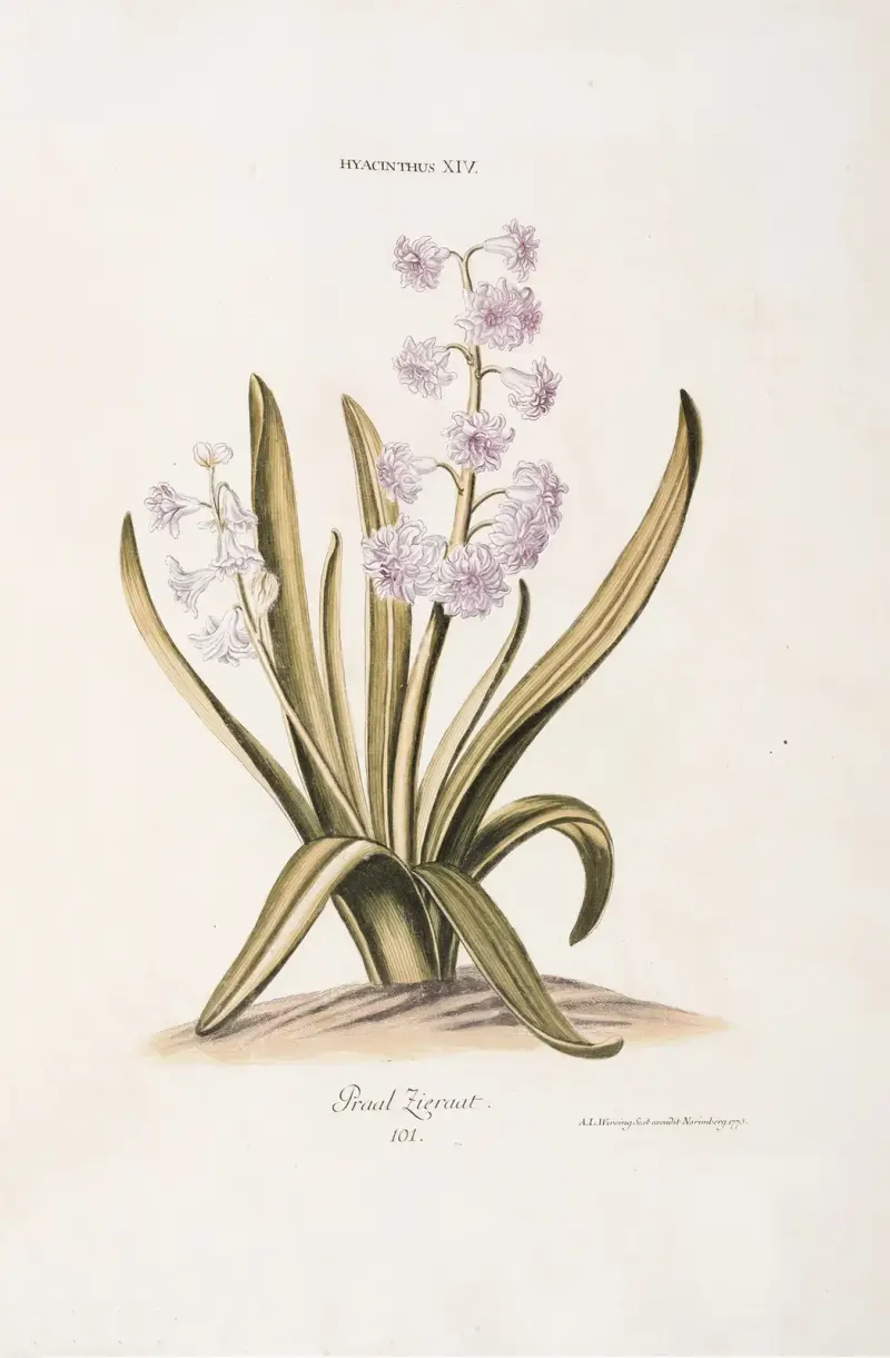 Hyacinthus XIV. Praal Zieraat von Christoph Jakob Trew
