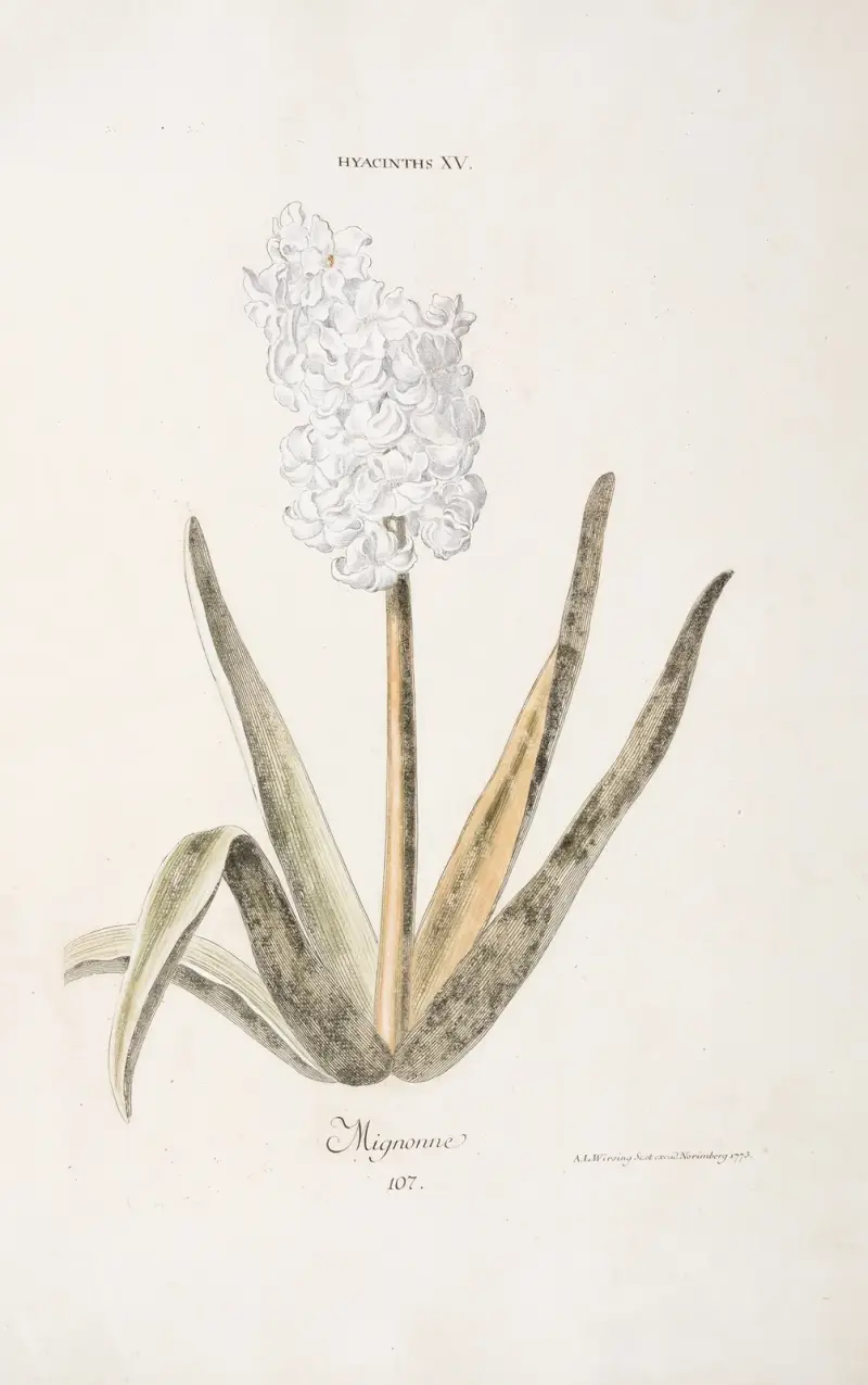 Hyacinthus XV. Mignonne von Christoph Jakob Trew