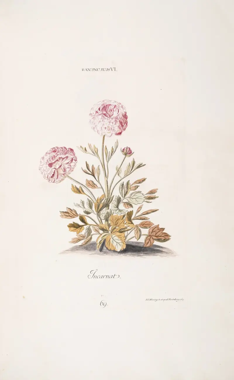 Ranunculus VI. Incarnat, Christoph Jakob Trew