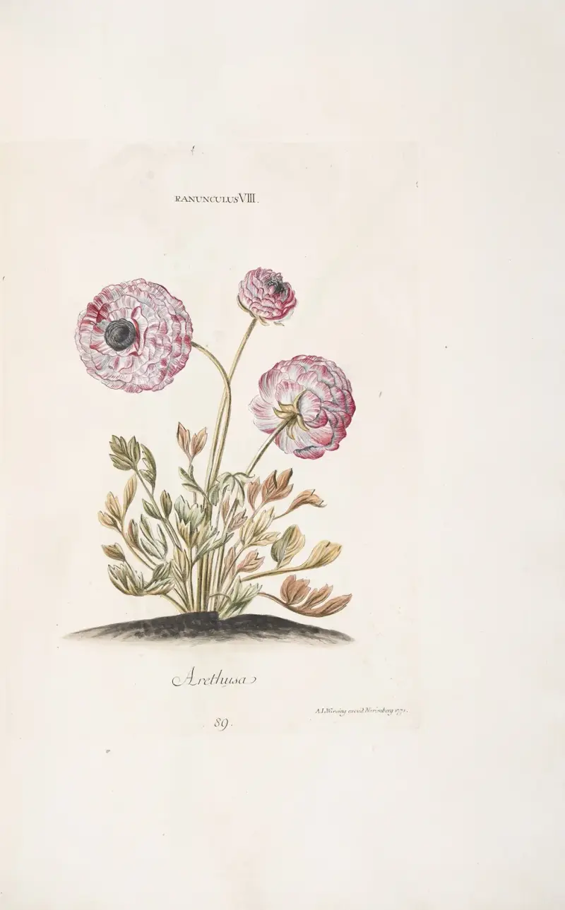Ranunculus VIII. Arethusa, Christoph Jakob Trew