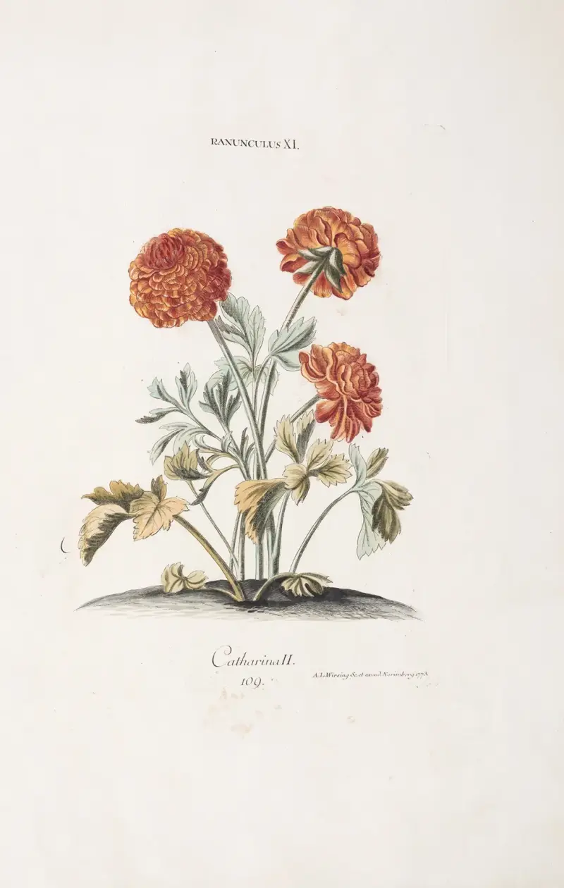 Ranunculus XI. Catharina II, Christoph Jakob Trew