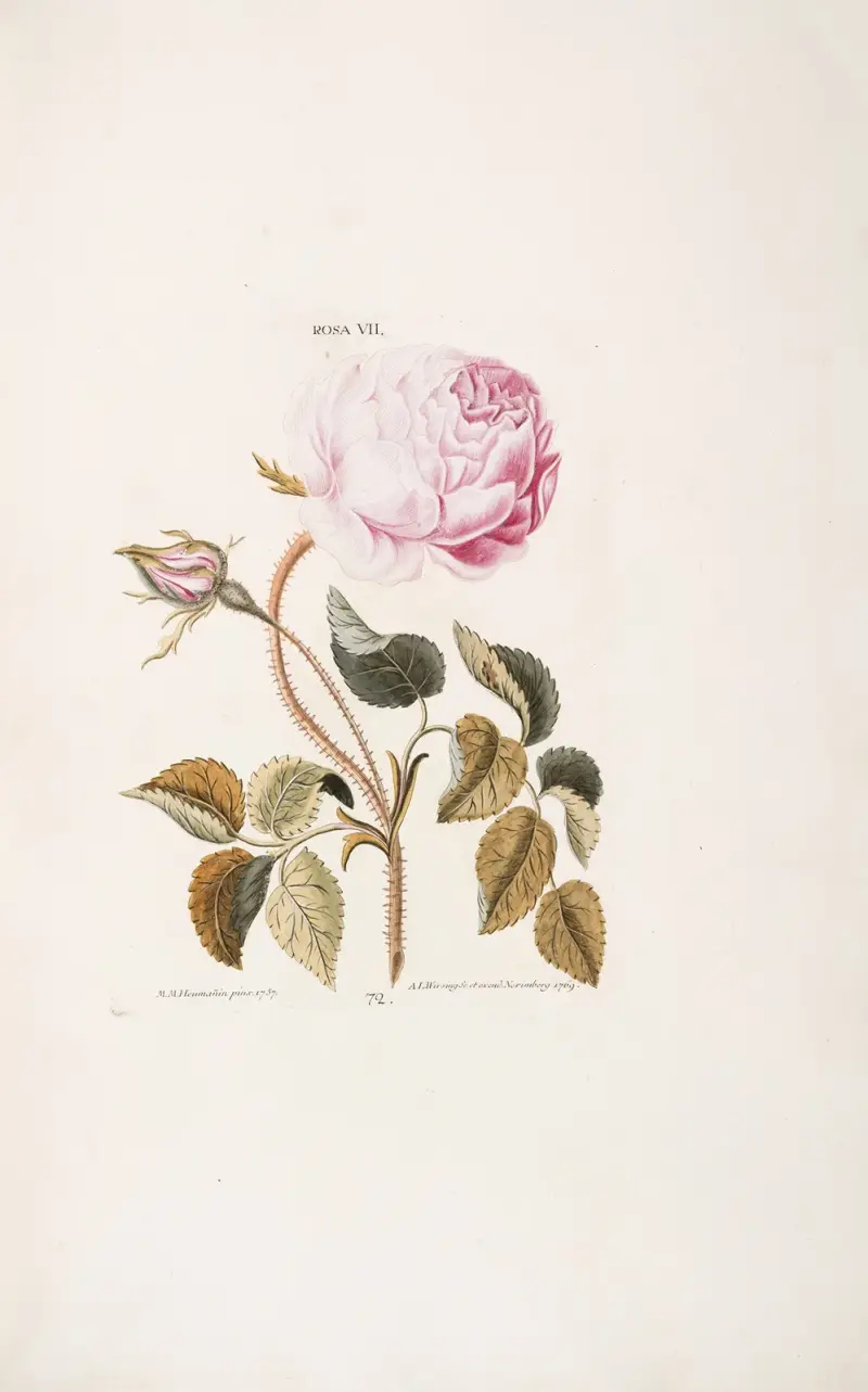 Róża VII, Christoph Jakob Trew