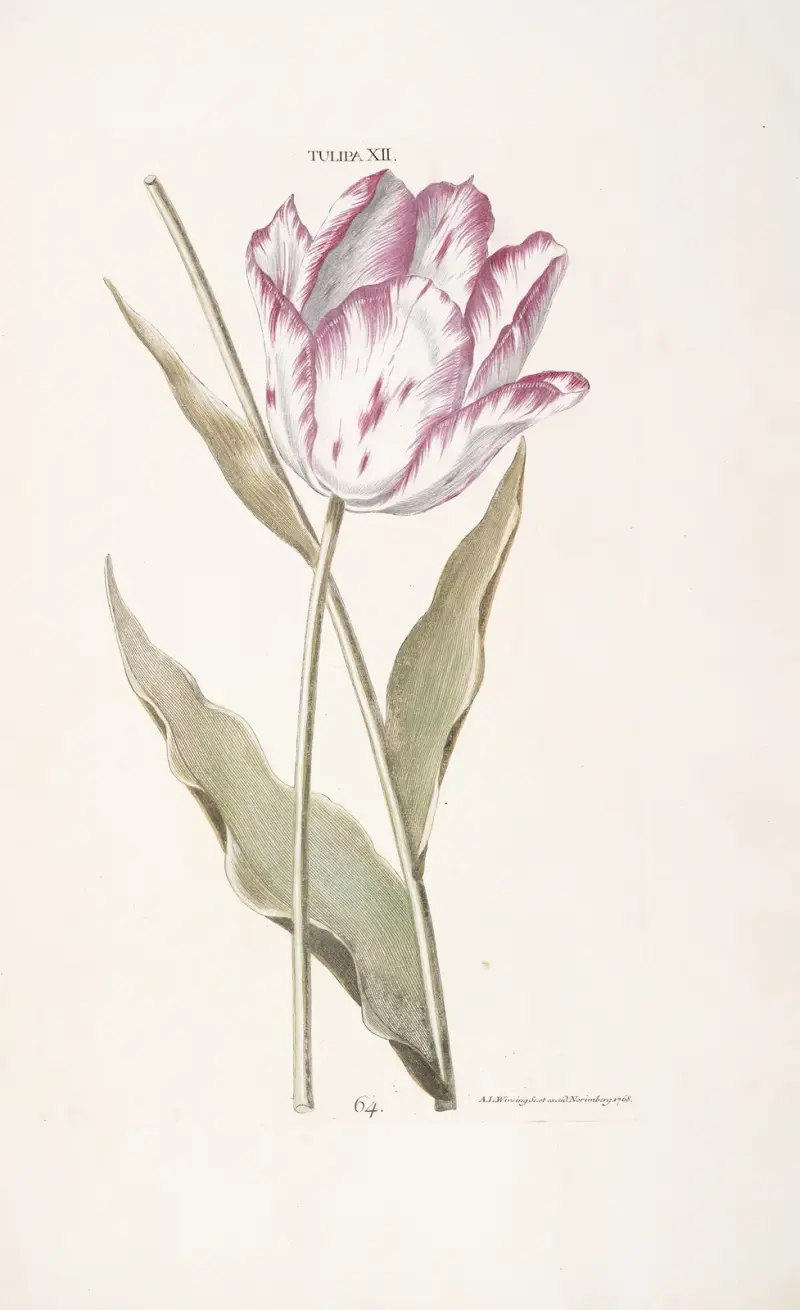 Tulipa XII, Christoph Jakob Trew