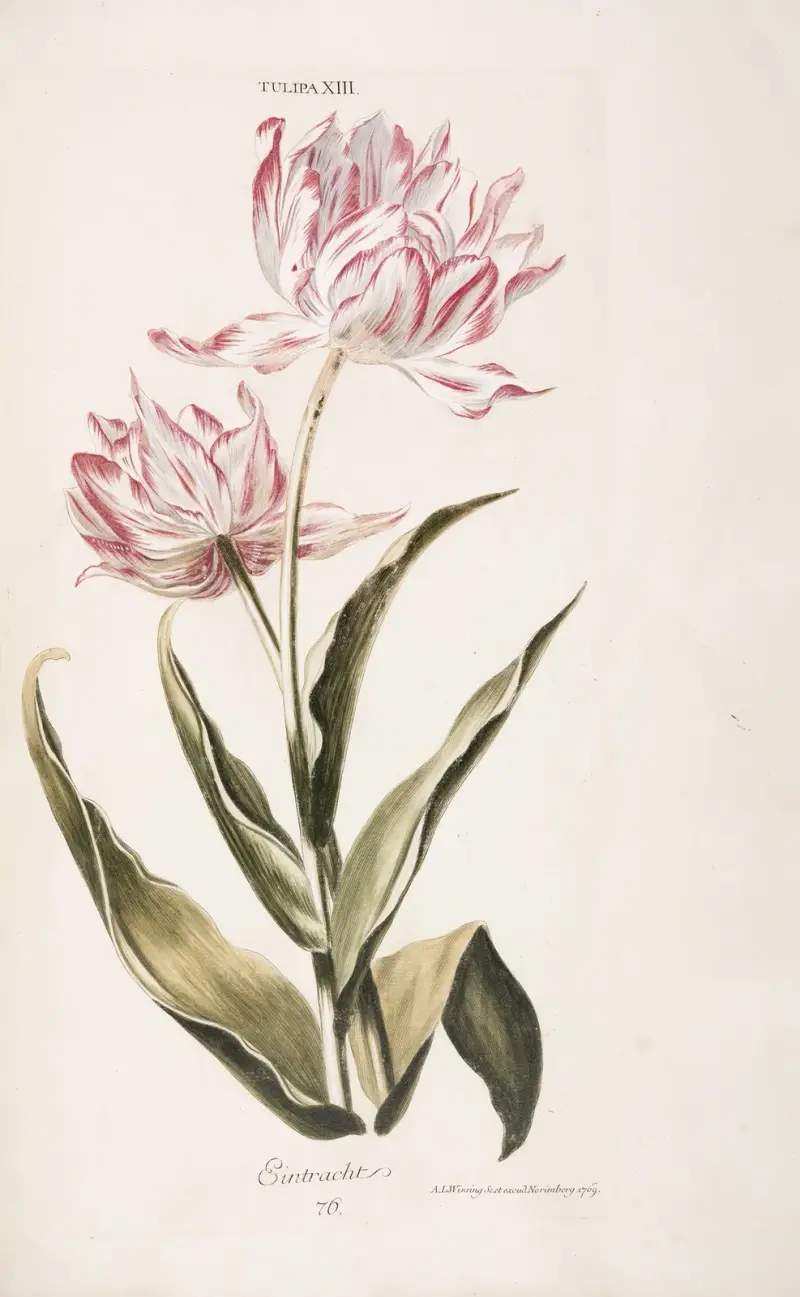 Tulipa XIII. Eintracht av Christoph Jakob Trew