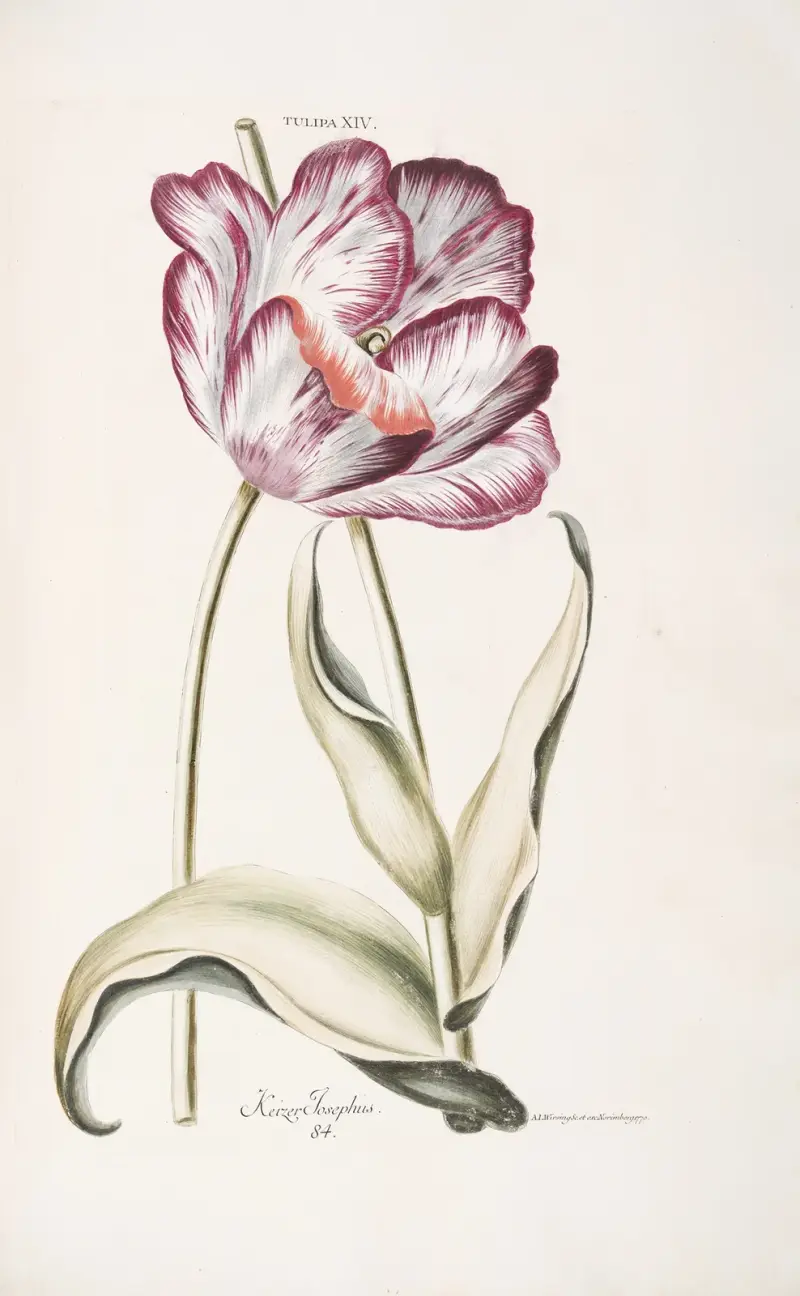 Tulipa XIV. Keizer Iosephus, Christoph Jakob Trew