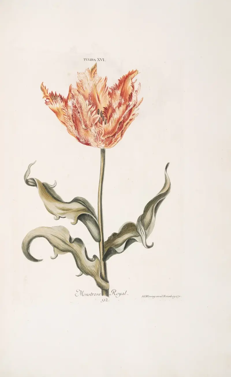 Tulipa XVI. Monstrosa Royale, Christoph Jakob Trew
