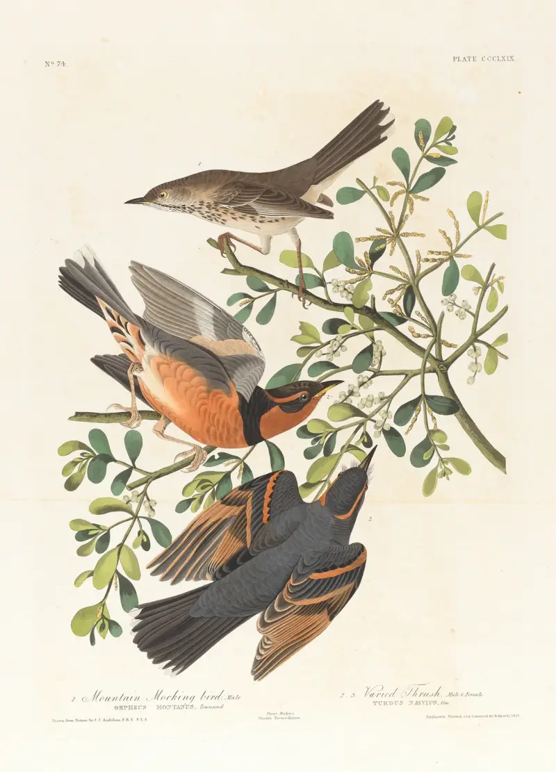 1. Bergshärmfågel, hane. 2., 3. Broktrast, hane och hona av John James Audubon