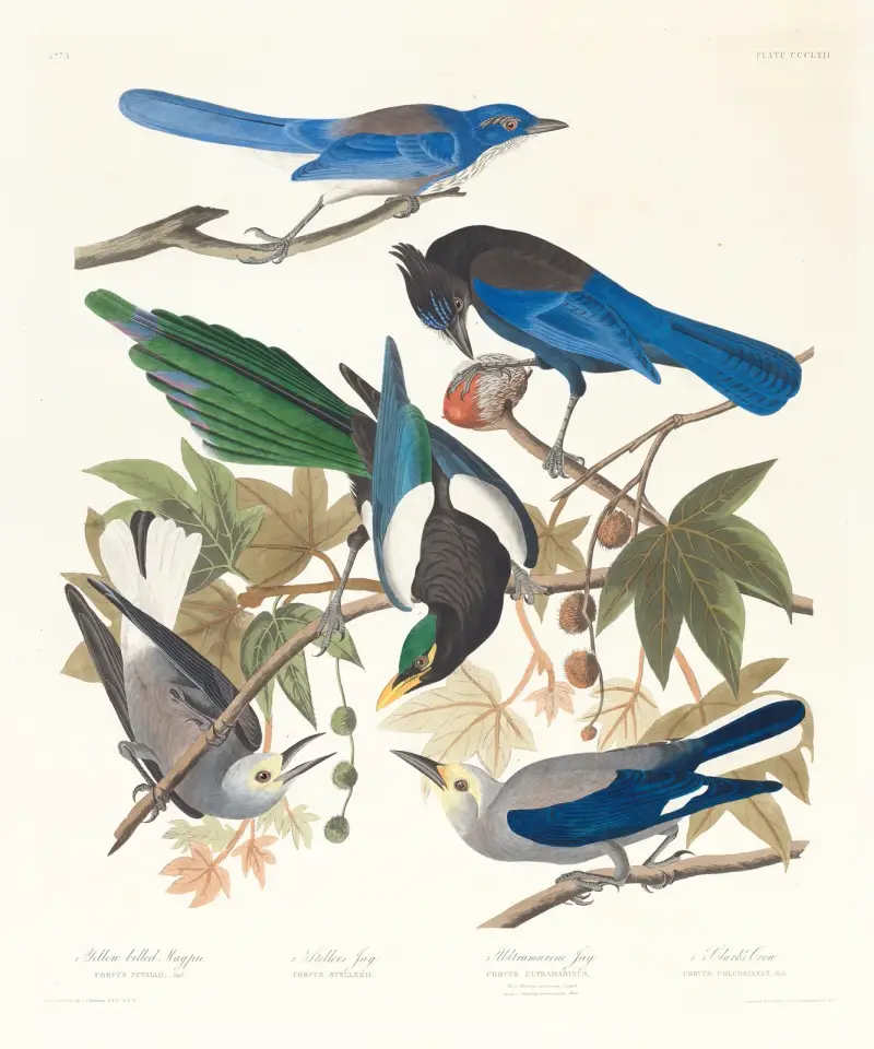 1. Gulsnäbbad skata. 2. Stellerskrika. 3. Ultramarinskrika. 4, 5. Clarks nötkråka av John James Audubon