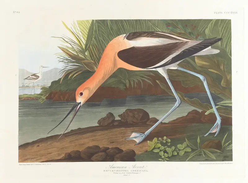 Amerikanischer Säbelschnäbler. Jungvogel im ersten Winterkleid von John James Audubon