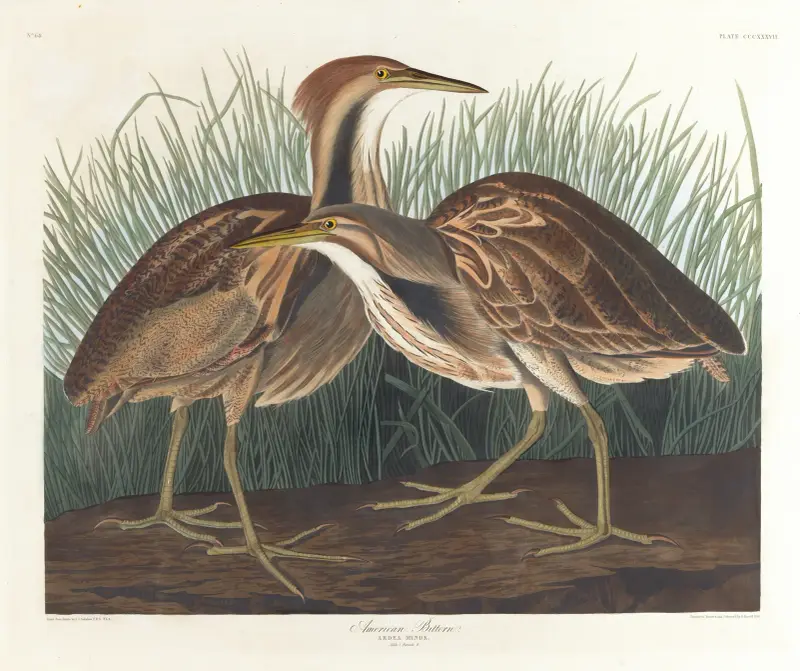 American bittern av John James Audubon