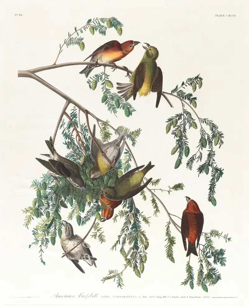 Krzyżodziób świerkowy. Dorosły samiec, 1. Młody samiec, 2, 3. Dorosła samica, 4. Młoda samica, 5. Cykuta, John James Audubon