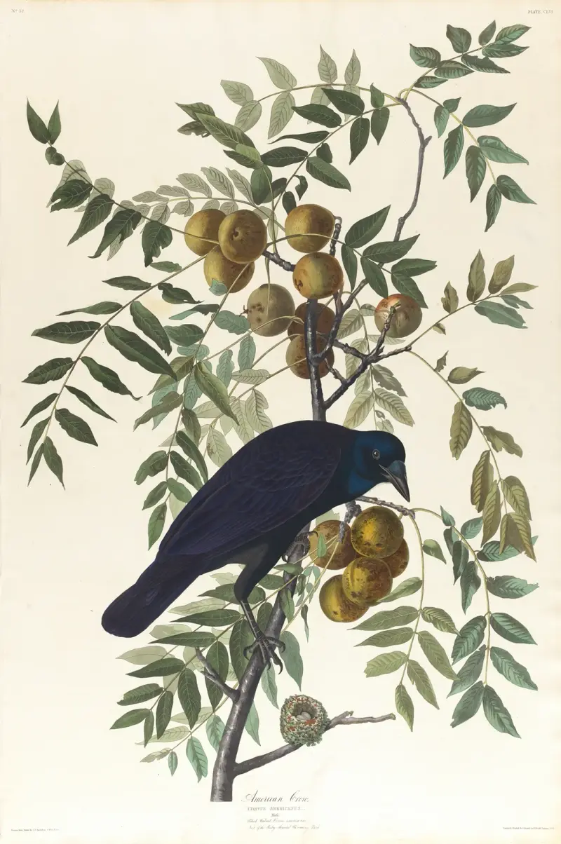 American crow av John James Audubon