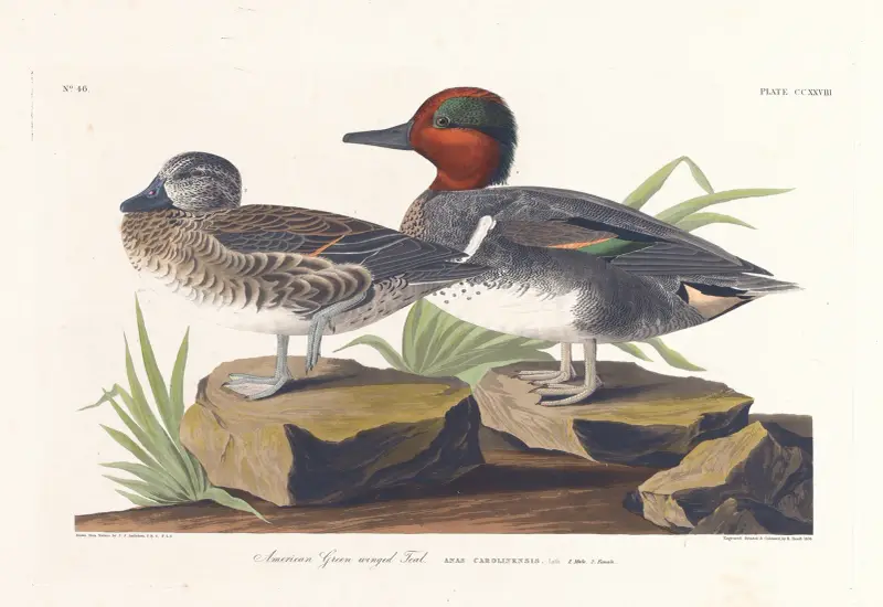 American green winged teal av John James Audubon