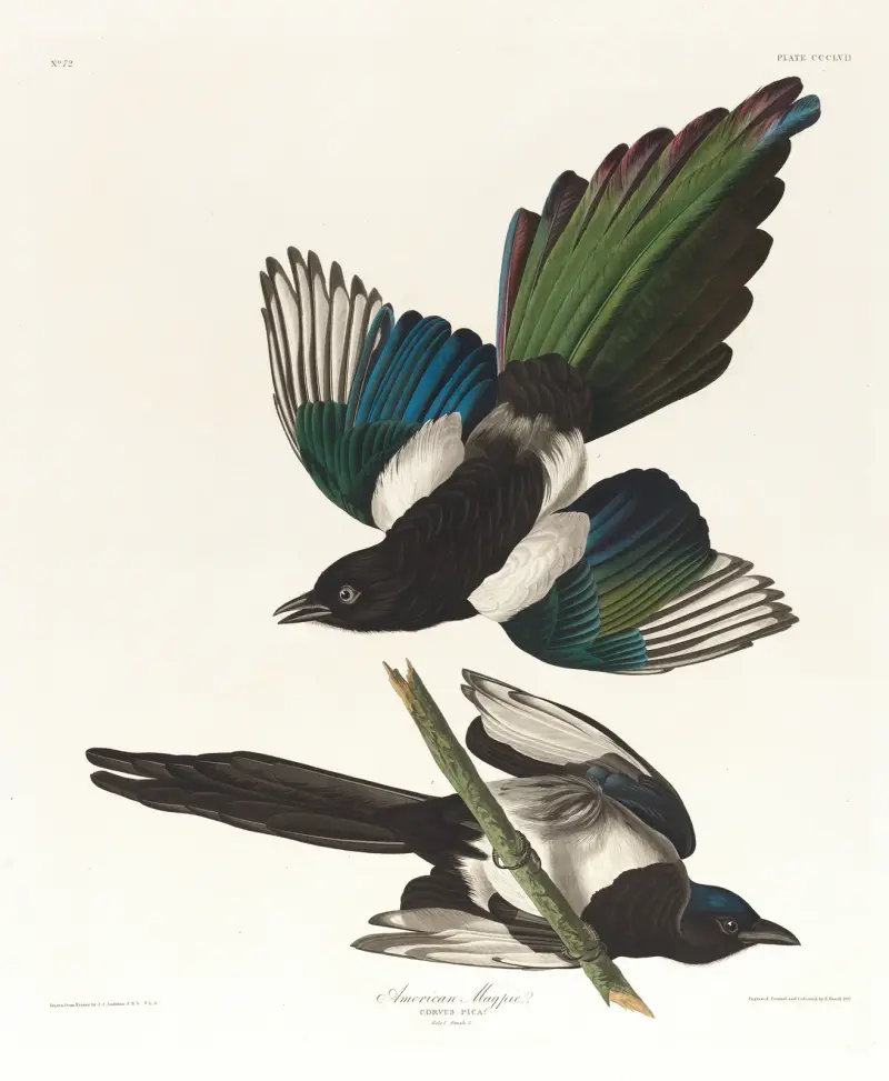 Amerikanische Elster von John James Audubon