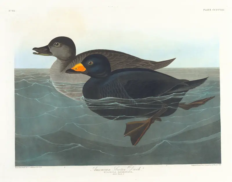 Amerikanische Trauerente von John James Audubon