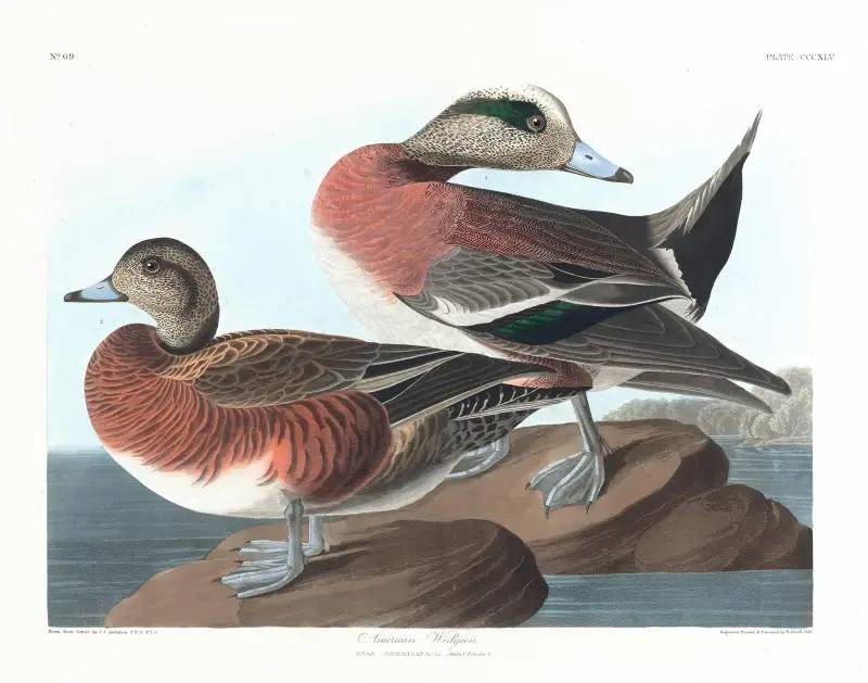 Amerikanische Pfeifente von John James Audubon