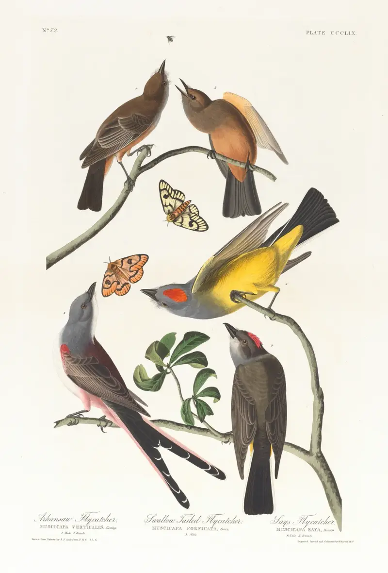 Arkansaw flycatcher. Swallow-tailed flycatcher av John James Audubon