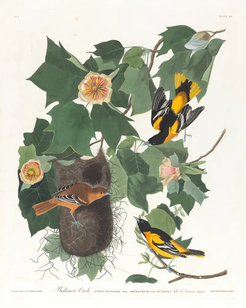Baltimoretrupial von John James Audubon