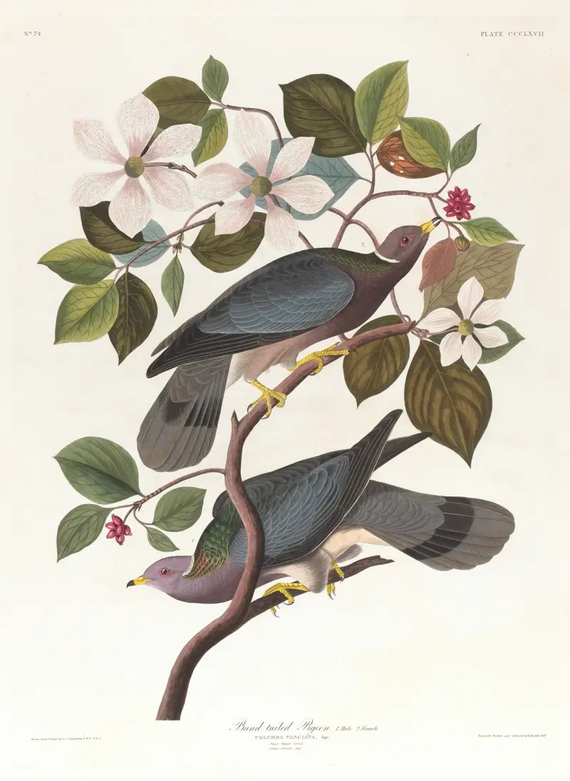 Band-tailed pigeon av John James Audubon