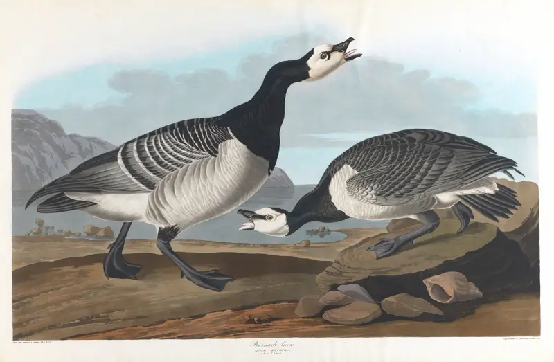 Weißwangengans, 1827 – Nr. 1 von John James Audubon