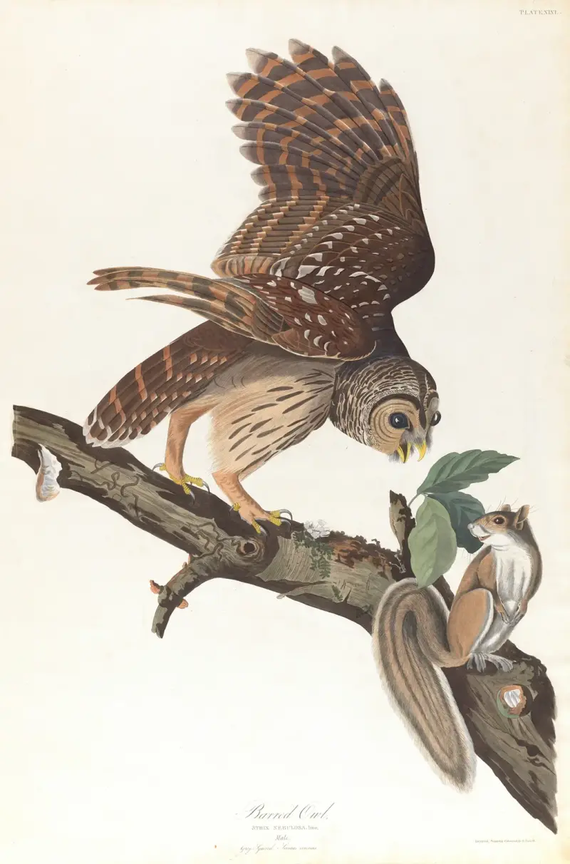 Sperbereule von John James Audubon