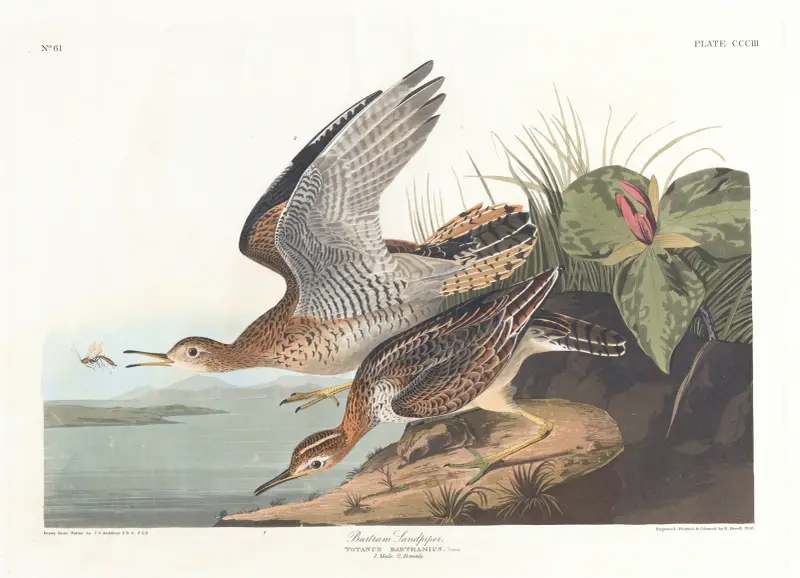 Bartram sandpiper av John James Audubon