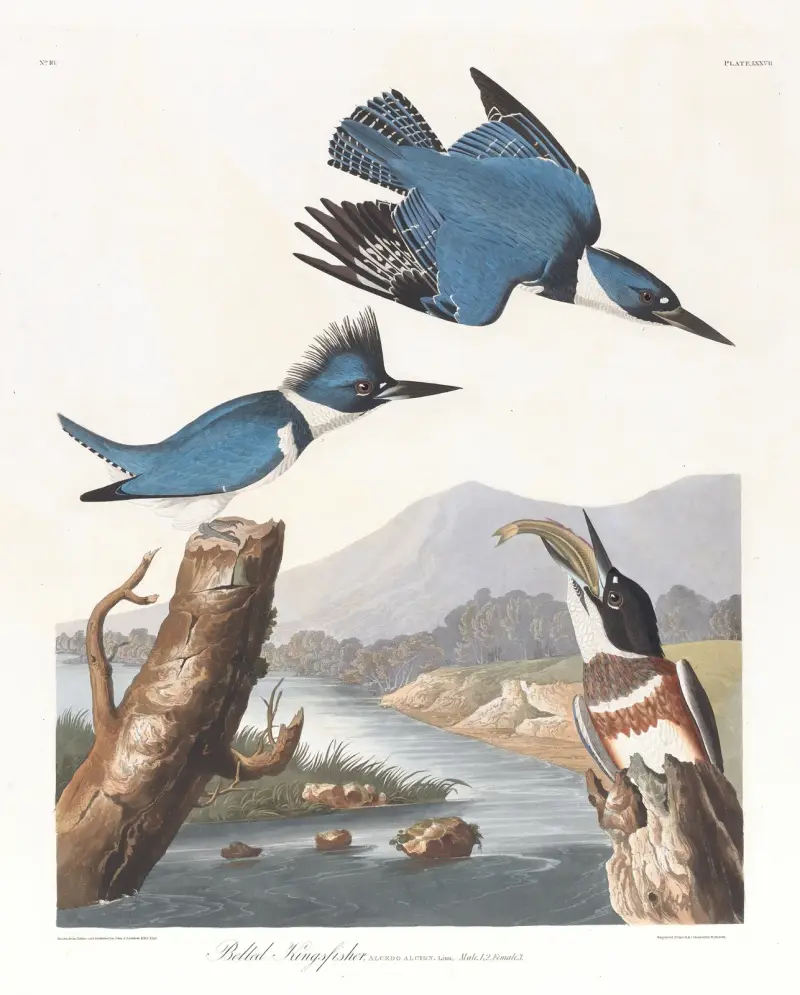 Bältfiskare av John James Audubon