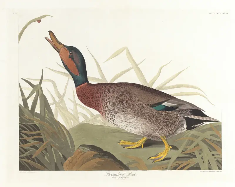 Bemaculated duck von John James Audubon