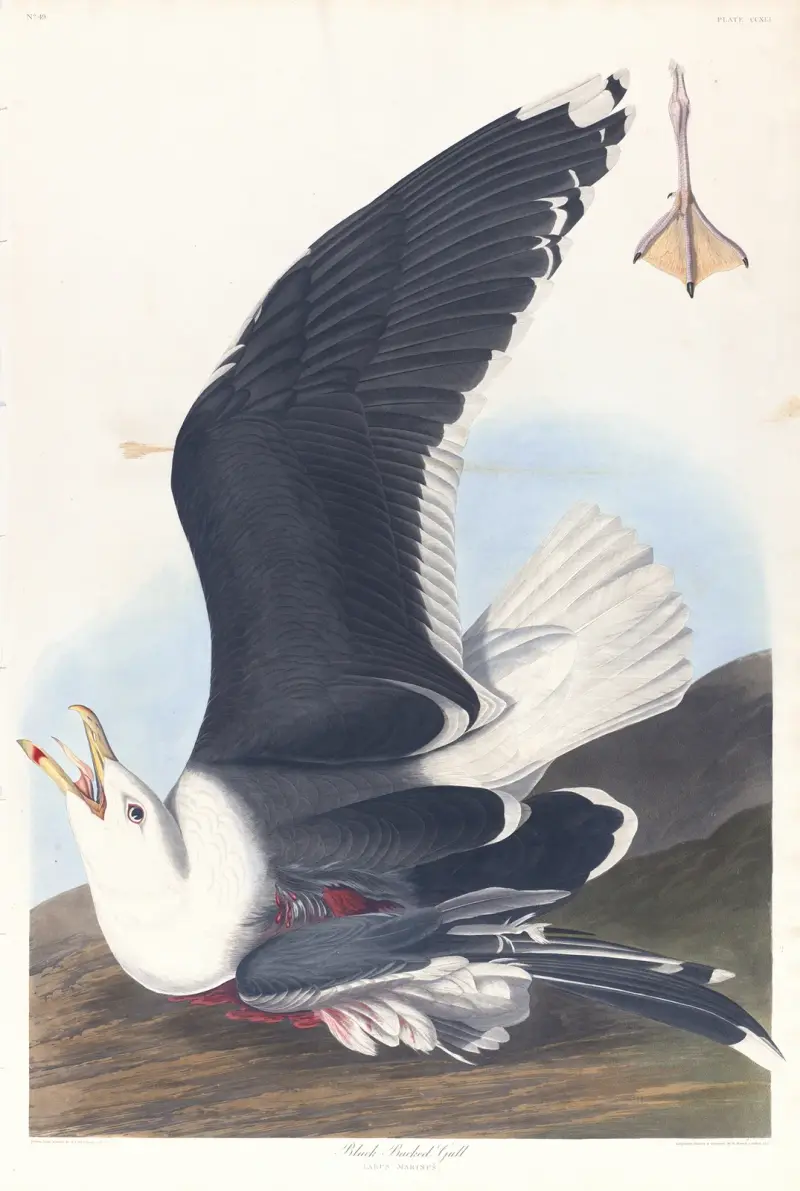 Schwarzrückenmöwe von John James Audubon